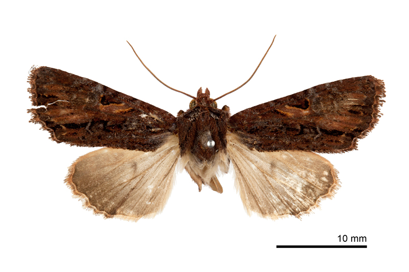 Leucapamea chienmingfui Male